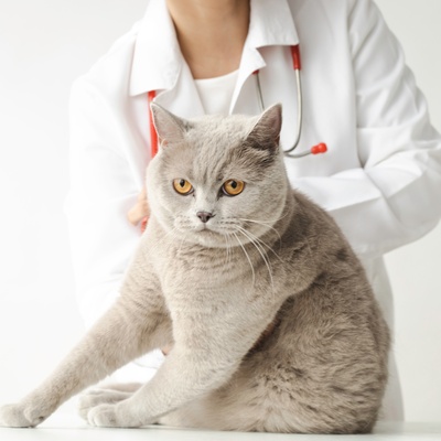 Un american shorthair chez la vétérinaire