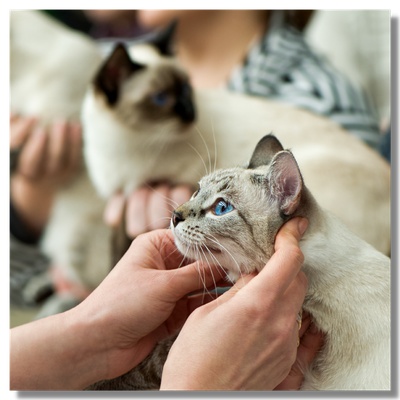 Purebred cats