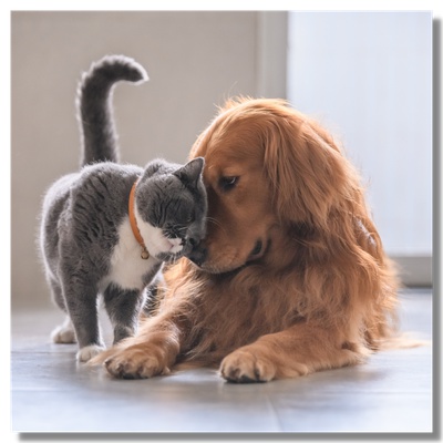 A cat with a dog