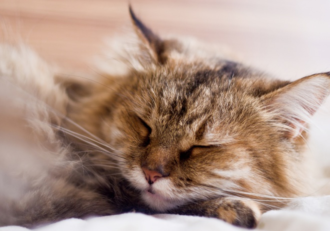 fluffy cat sleeping