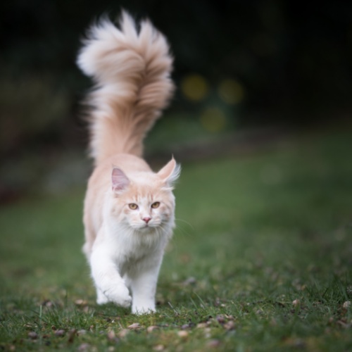 Un Maine Coon qui marche la queue en l'air