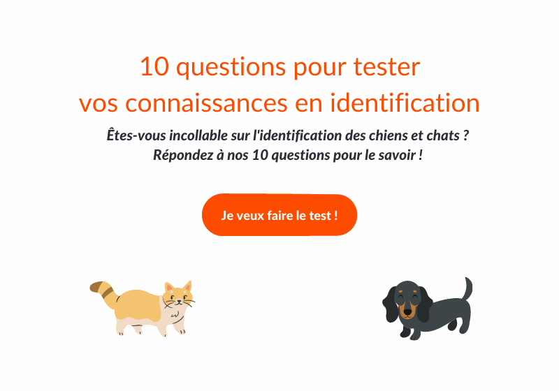 Identification D Un Chat Ou Chien Le Guide Complet