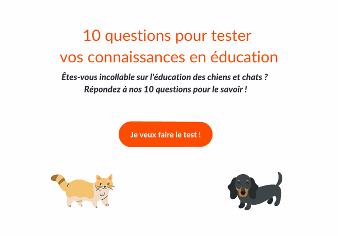 Est Il Possible D Eduquer Un Chat