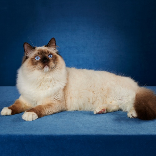 A Ragdoll lying on a blue background