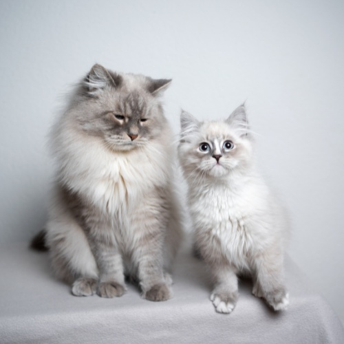 Ragdoll cat and kitten
