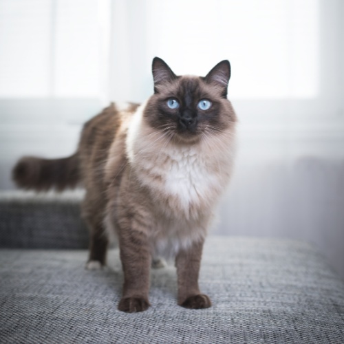 A gray Ragdoll standing on a sofa