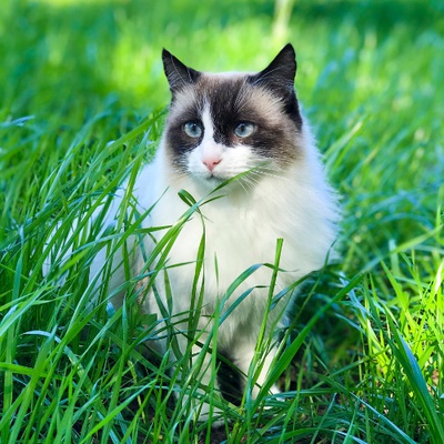 A Ragdoll sitting in the grass