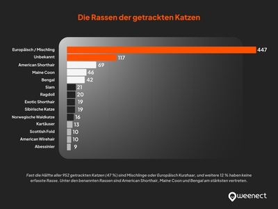 getrackten Katzen