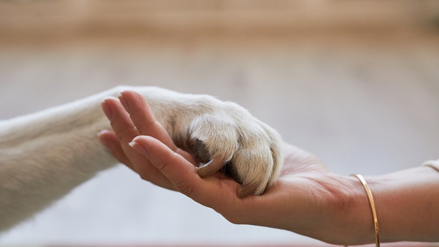 Love your pet day partie 1