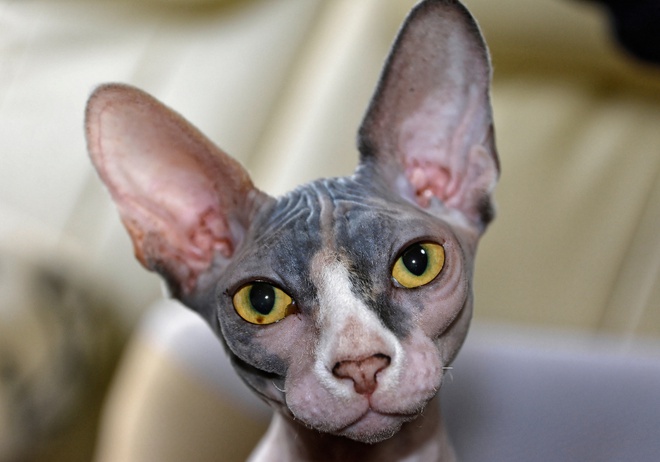 Sphynx cat hypoallergenic sales kittens