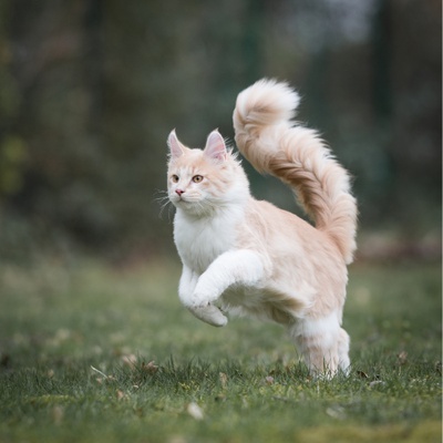 Un Maine Coon qui saute dans l'herbe