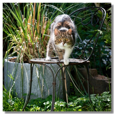A cat in a garden
