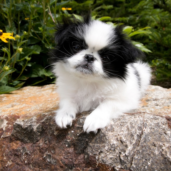 a sitting Japanese chin
