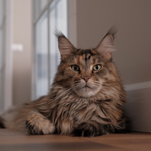 Un Maine Coon allongé au sol