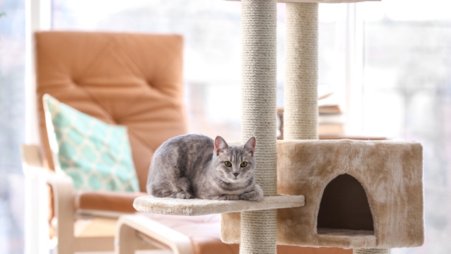 love your pet day 2