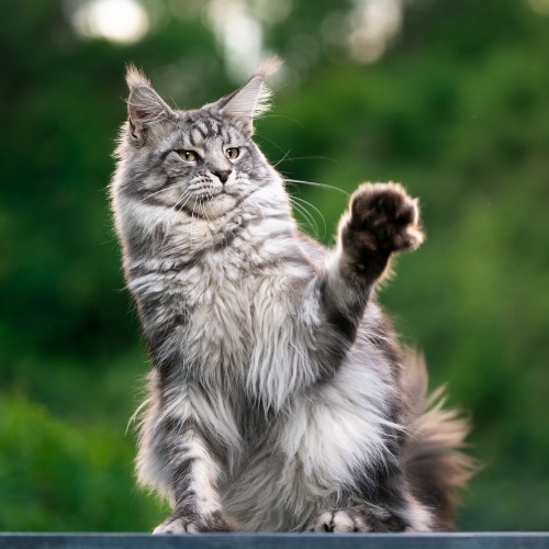 Un Main Coon qui lève la patte