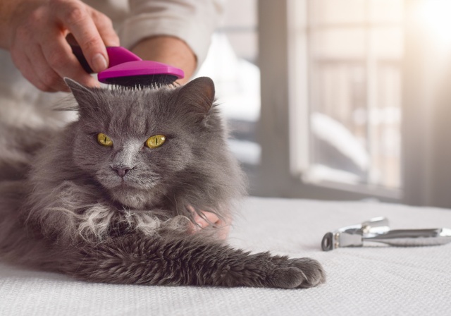 A man brushing a long-haired cat
