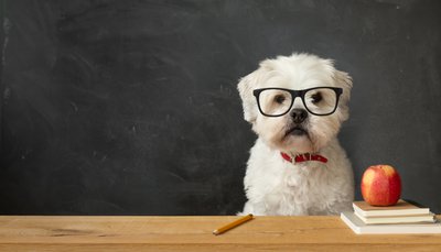 photo d'un chien devant un tableau d'école