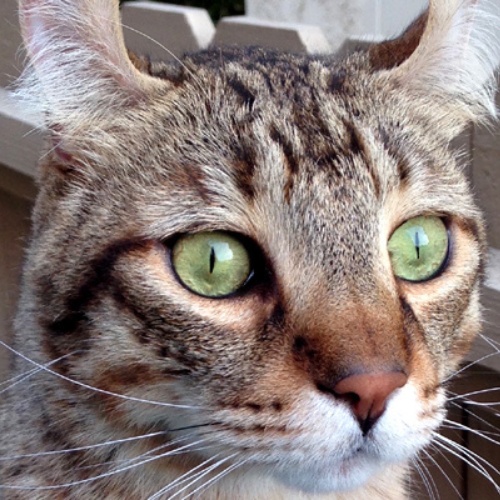Zoom sur un chat Highland Lynx aux yeux verts