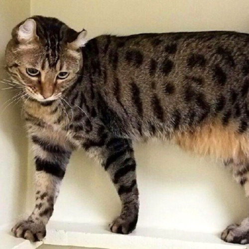 Un chat Lynx debout