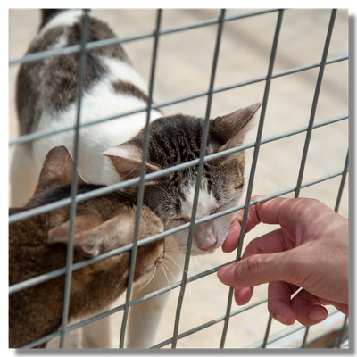 Cats in a shelter