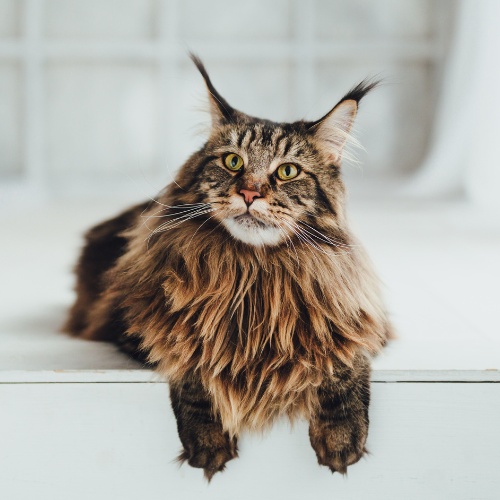 Un Maine Coon allongé les pattes en avant