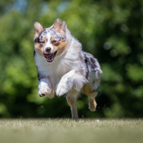 An Australian Shepherd running through the grass