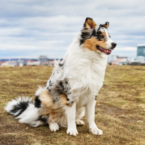 An Australian Shepherd sitting in the grass