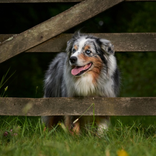 An Australian Shepherd behind a wooden fence