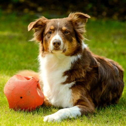 An Australian Shepherd lying with his ball