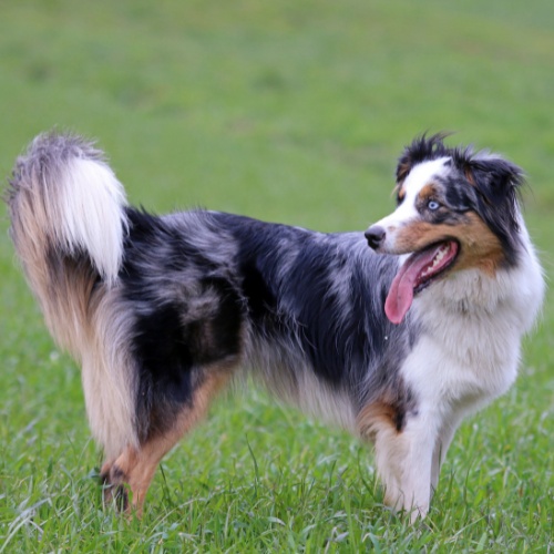 A beautiful standing Australian Shepherd