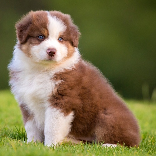 An Australian Shepherd puppy