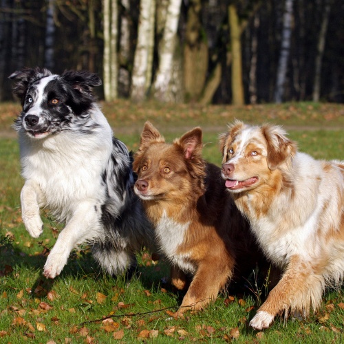 Three Australian Shepherds in different colors
