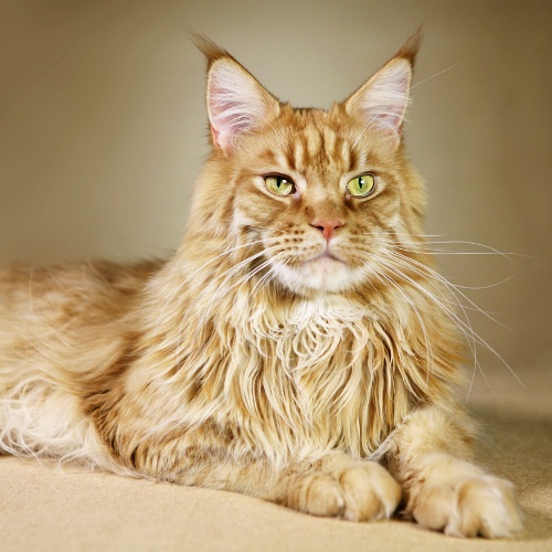 An elongated Maine Coon