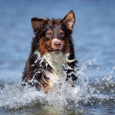 An Australian Shepherd running in the water
