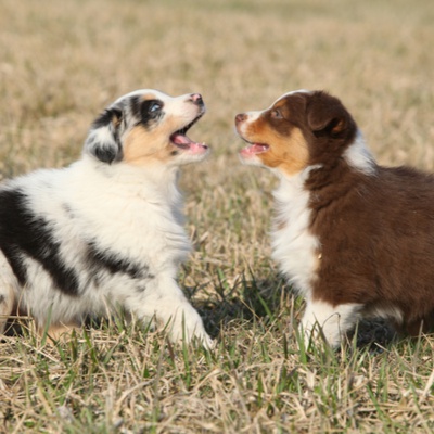 Two Australian Shepherd puppies