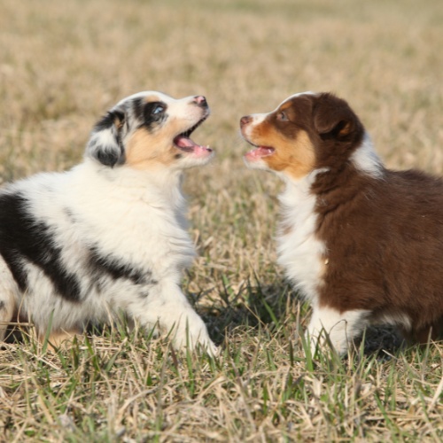Two Australian Shepherd puppies