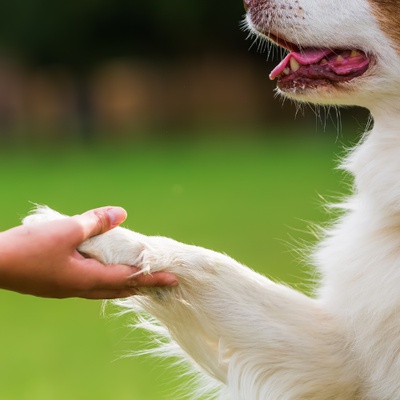 An Australian Shepherd giving his paw