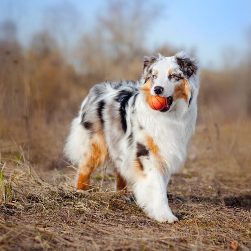 An Australian Shepherd with a ball in his mouth