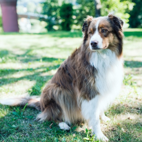 An Australian Shepherd sitting in the grass