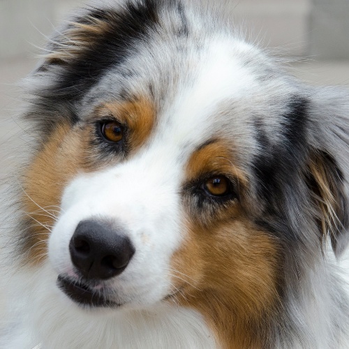Portrait of an Australian Shepherd