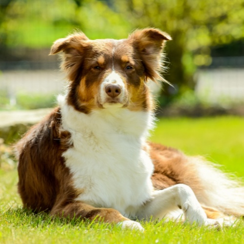 An Australian Shepherd lying in the grass