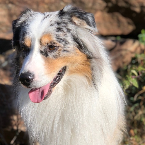 Portrait of an Australian Shepherd