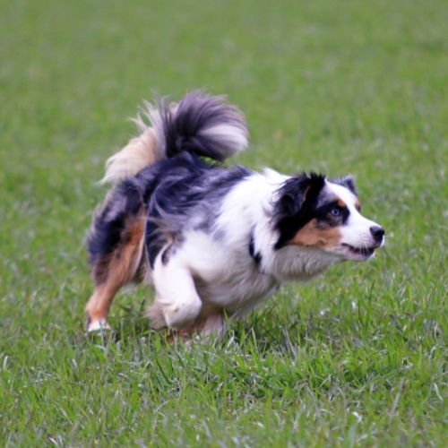 An Australian Shepherd running
