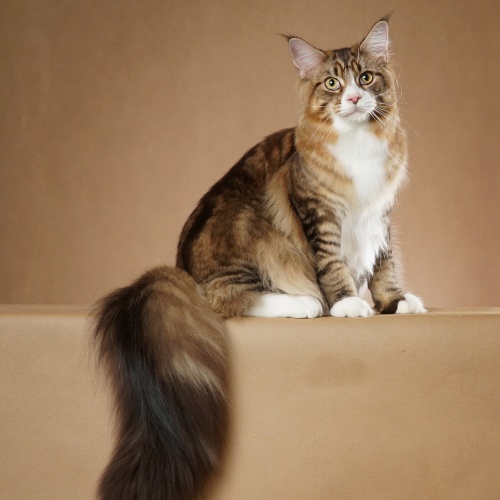 A Maine Coon with a long tail
