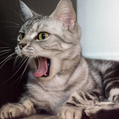 Un american shorthair ouvrant la gueule et tirant la langue