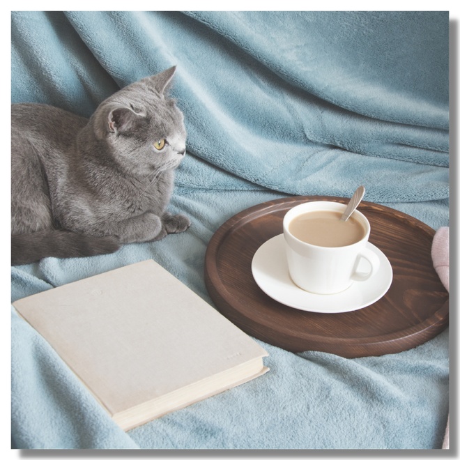 A British cat on a sofa