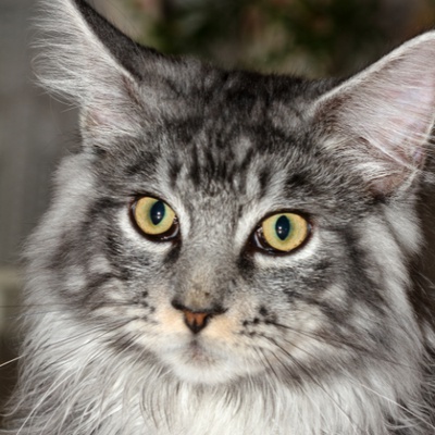 Portrait d'un Maine Coon aux yeux jaunes