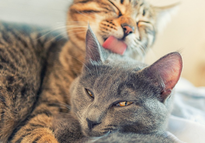 The Most Vocal Cat Breeds