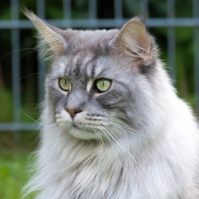 Portrait d'un Maine coon de profil